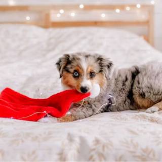 Puppy with stocking