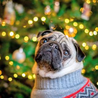 Christmas Pug
