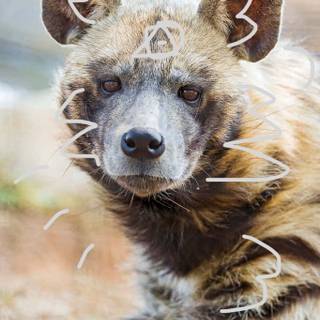 Striped hyena therian