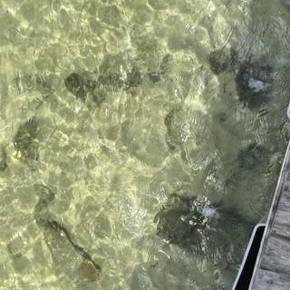 Mine repost with credit!