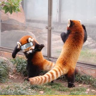 Naruto red panda 