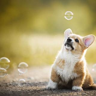 comment your request if u have one 