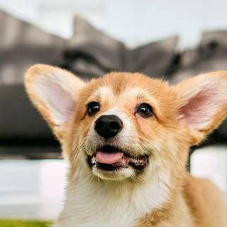 Corgi puppy