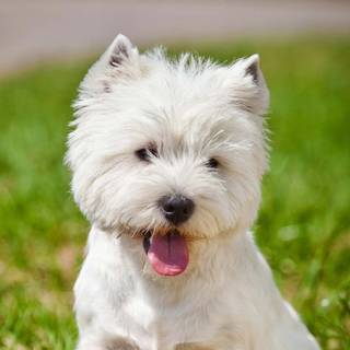 West Highland Terrier