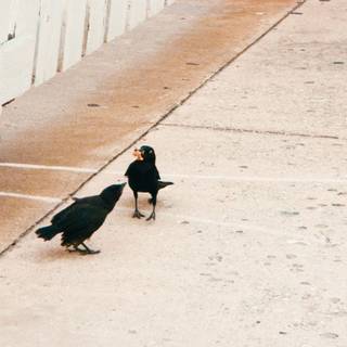 this black crow bird is an animal is at the sidewalk of the nature walk  
