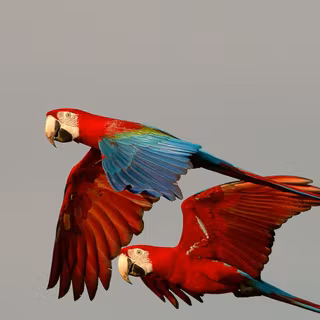 Parrots