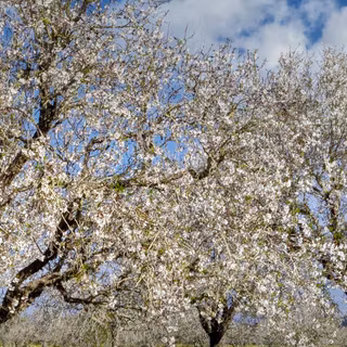 Almond tree