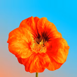 Gradient Orange flower