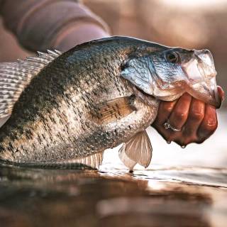 crappie slayer