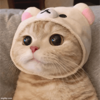 Cute Kitten with cute hat!!!