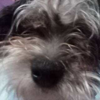 My dog Muppet!~