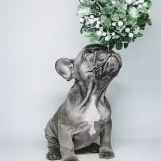 Puppy under the mistletoe 