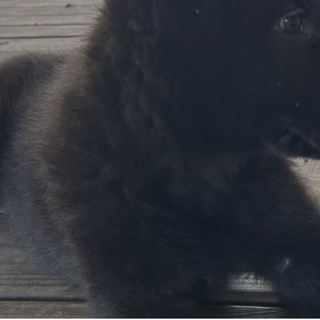 PLEASE Adopt Rocky from https://puppiesnation.com/listing/german-shepherd-dog-puppy-for-rehoming/