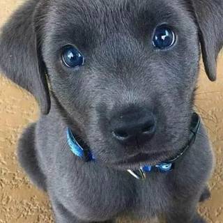 black lab