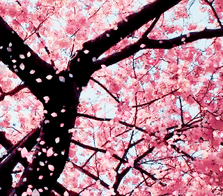 Cherry blossom tree