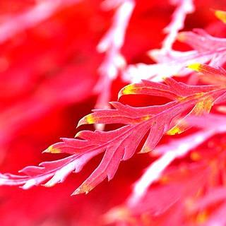 Red/Leaf