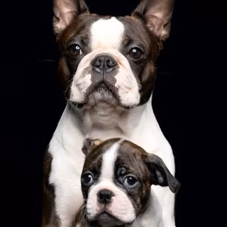 My two Bpston Terriers. Dash is the little one and Dot is the big one 