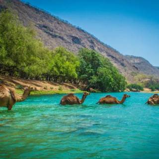 Camels in the Sea Wallpaper