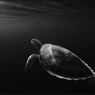 Turtle in the Black Sea
