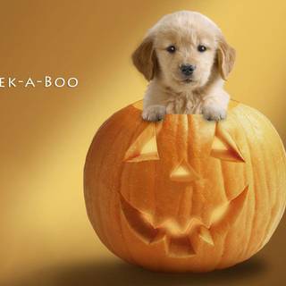 Halloween Puppy