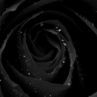 black rose