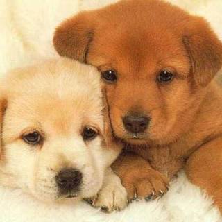 cute dogsssssssssssssssssssssssssssssssssss