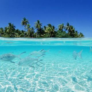 Beautiful Tropical Beach Wallpaper