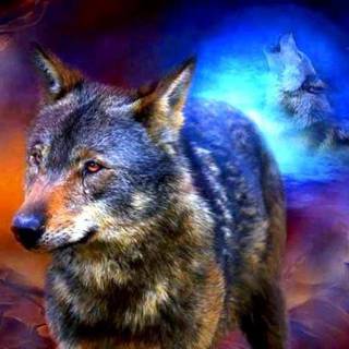 Wolf