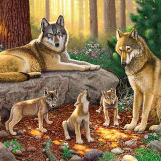 Wolf family