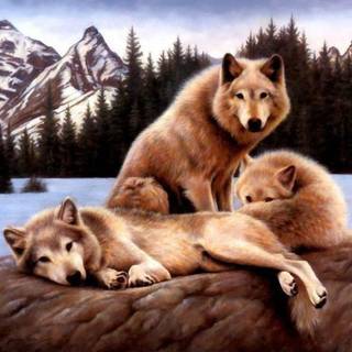 Wolf family