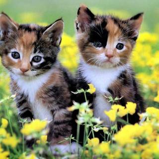 cute kittens in grass