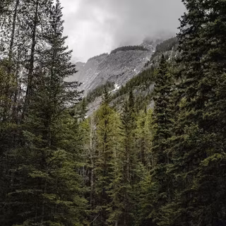 Pacific Northwest forest