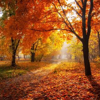Autumn Leaves Wallpaper