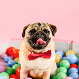 Pug in a ball pit
