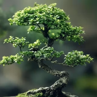 Bonzi Tree