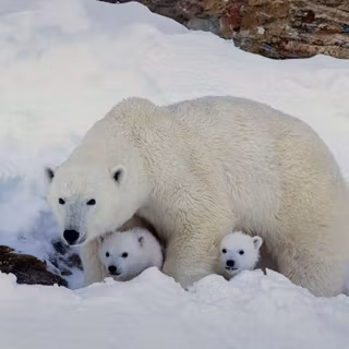 Polar Bears