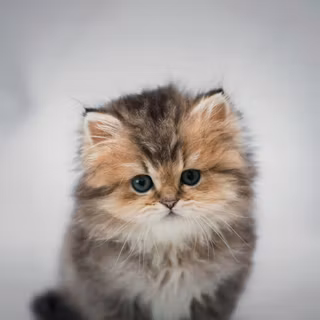 Kitten