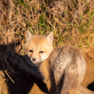 Baby Fox
