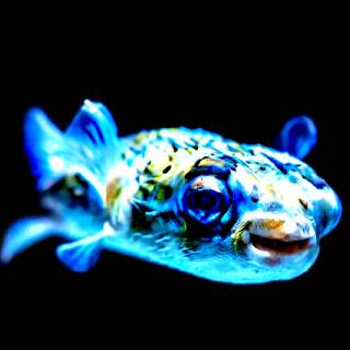 Blue PufferFish