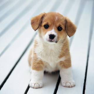cute puppy
