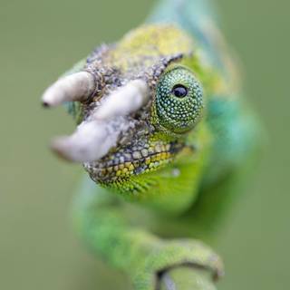 Chameleon 