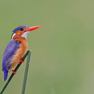Kingfisher
