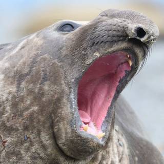 Seal