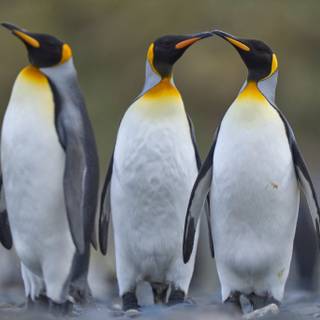 Penguine 