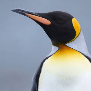 Penguine