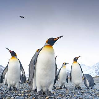 Penguine