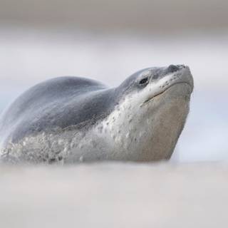 Seal
