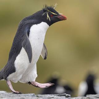 Penguine