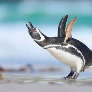 Penguine