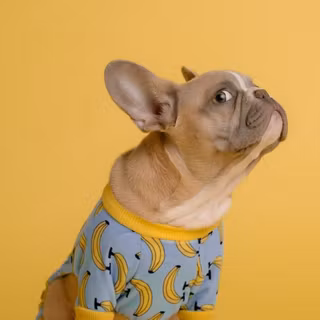 Banana Frenchie